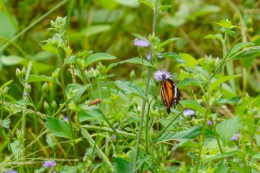 Mor çiçeklerin üzerine tünemiş beyaz benekli turuncu bir kelebek yemyeşil bir bitki örtüsünün ortasında.