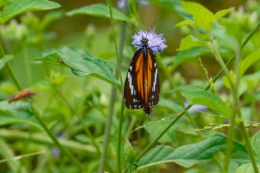 Ayırt edici turuncu ve siyah kanatlı çizgili bir kaplan kelebeği otlağın yemyeşil yapraklarının ortasındaki küçük mor bir çiçekten nektar emiyor..