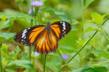 Ayırt edici turuncu ve siyah kanatlı çizgili bir kaplan kelebeği otlağın yemyeşil yapraklarının ortasındaki küçük mor bir çiçekten nektar emiyor..