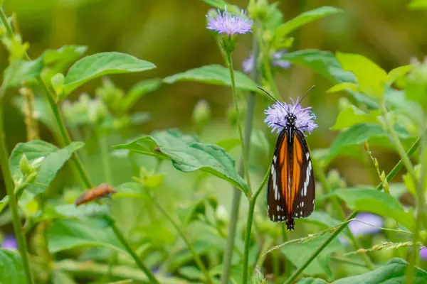 Ayırt edici turuncu ve siyah kanatlı çizgili bir kaplan kelebeği otlağın yemyeşil yapraklarının ortasındaki küçük mor bir çiçekten nektar emiyor..