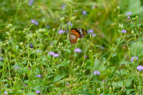 Mor çiçeklerin üzerine tünemiş beyaz benekli turuncu bir kelebek yemyeşil bir bitki örtüsünün ortasında.
