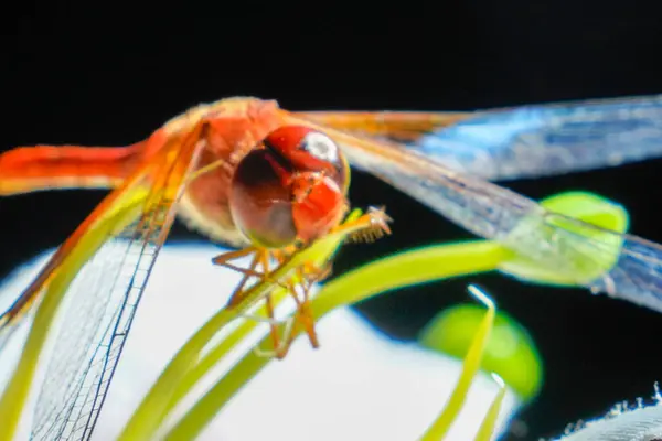 Beyaz bir çiçek yaprağına tünemiş bir yusufçuk. Reklam alanı için siyah bir arka planı var..