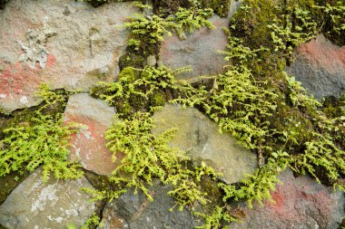 Büyük bir taş duvarın yüzeyindeki boşluklar arasında yosun yetişiyor. Taşlar arasındaki boşluklarda yoğun yosun bitkileriyle çevrili doğal bir taş duvarın yüzeyi..