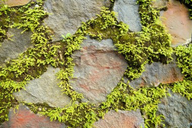 Büyük bir taş duvarın yüzeyindeki boşluklar arasında yosun yetişiyor. Taşlar arasındaki boşluklarda yoğun yosun bitkileriyle çevrili doğal bir taş duvarın yüzeyi..