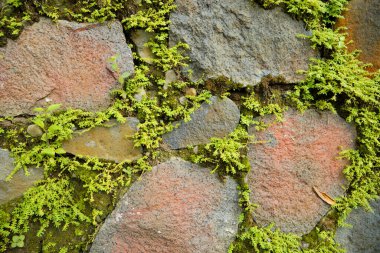 Büyük bir taş duvarın yüzeyindeki boşluklar arasında yosun yetişiyor. Taşlar arasındaki boşluklarda yoğun yosun bitkileriyle çevrili doğal bir taş duvarın yüzeyi..