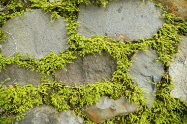 Büyük bir taş duvarın yüzeyindeki boşluklar arasında yosun yetişiyor. Taşlar arasındaki boşluklarda yoğun yosun bitkileriyle çevrili doğal bir taş duvarın yüzeyi..