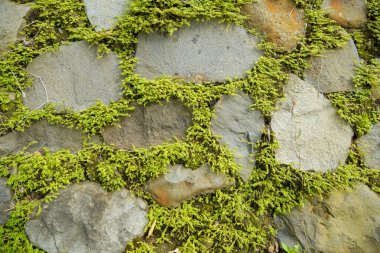 Büyük bir taş duvarın yüzeyindeki boşluklar arasında yosun yetişiyor. Taşlar arasındaki boşluklarda yoğun yosun bitkileriyle çevrili doğal bir taş duvarın yüzeyi..