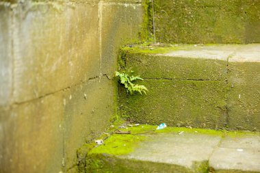 Duvarın yosunlu köşeleri arasındaki çatlaktan küçük bir eğrelti otu yetişiyor..