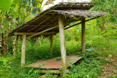 Sazlı çatısı ve ormanda yabani otlarla çevrili bambu direkleriyle basit bir kulübe..