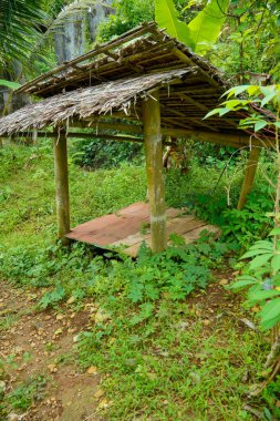 Sazlı çatısı ve ormanda yabani otlarla çevrili bambu direkleriyle basit bir kulübe..