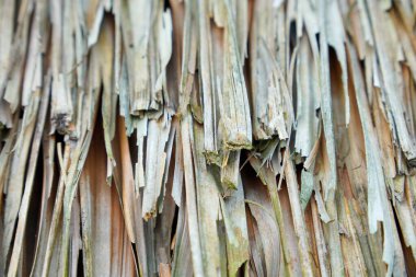Kurumuş pandan yapraklarından yapılmış sazdan yapılmış çatı dokusunun tam ekran görüntüsü. Sazdan çatı olarak kullanılan palmiye yapraklarının arkaplan dokusu. Palmiye yapraklarından samanların çatısı.