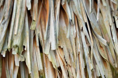 Kurumuş pandan yapraklarından yapılmış sazdan yapılmış çatı dokusunun tam ekran görüntüsü. Sazdan çatı olarak kullanılan palmiye yapraklarının arkaplan dokusu. Palmiye yapraklarından samanların çatısı.