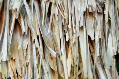 Kurumuş pandan yapraklarından yapılmış sazdan yapılmış çatı dokusunun tam ekran görüntüsü. Sazdan çatı olarak kullanılan palmiye yapraklarının arkaplan dokusu. Palmiye yapraklarından samanların çatısı.