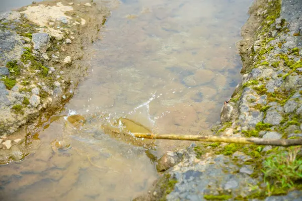 Büyük kayaların arasından akan tahta bir sopa suya çarpar ve su sıçratır. İki yosunlu kayaların arasından akan su manzarası ve ağaç dalları tarafından üretilen su damlaları.