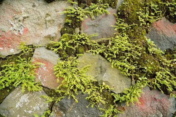 Büyük bir taş duvarın yüzeyindeki boşluklar arasında yosun yetişiyor. Taşlar arasındaki boşluklarda yoğun yosun bitkileriyle çevrili doğal bir taş duvarın yüzeyi..
