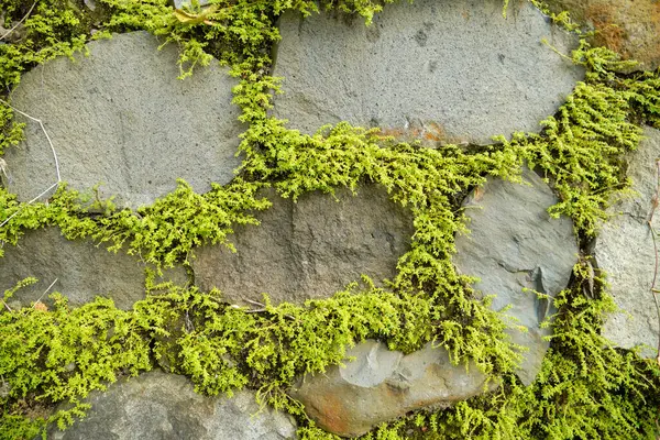 Büyük bir taş duvarın yüzeyindeki boşluklar arasında yosun yetişiyor. Taşlar arasındaki boşluklarda yoğun yosun bitkileriyle çevrili doğal bir taş duvarın yüzeyi..