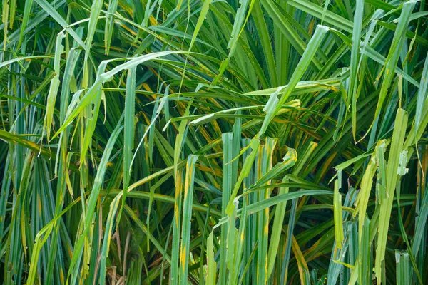 Hasarlı ve yırtılmış bir grup uzun, ince pandan yapraklarının tam ekran görüntüsü.