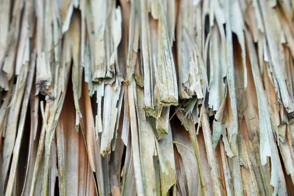 Kurumuş pandan yapraklarından yapılmış sazdan yapılmış çatı dokusunun tam ekran görüntüsü. Sazdan çatı olarak kullanılan palmiye yapraklarının arkaplan dokusu. Palmiye yapraklarından samanların çatısı.
