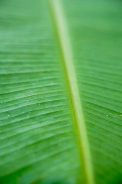 Parlak yeşil muz yaprağının tam ekran görüntüsü. Parlak paralel damarlar ve kalın ana yaprak damarları..