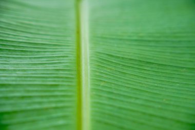 Parlak yeşil muz yaprağının tam ekran görüntüsü. Parlak paralel damarlar ve kalın ana yaprak damarları..