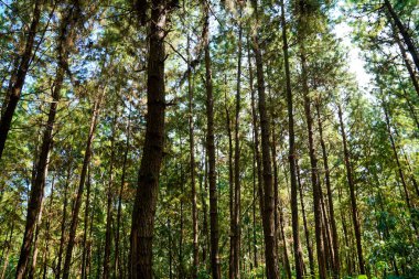 Ağaçların altında soyut desenler, çam ağaçları ve onların doğadaki dalları, kışın ağaçların arasında gökyüzü, çam ağaçları ve mavi gökyüzü..