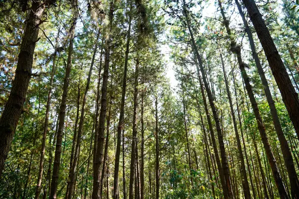 Ağaçların altında soyut desenler, çam ağaçları ve onların doğadaki dalları, kışın ağaçların arasında gökyüzü, çam ağaçları ve mavi gökyüzü..