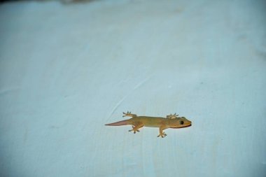 Beyaz bir duvardaki kertenkele görüntüsü Reklam için boş bir alan.