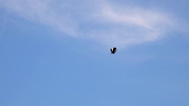 Uçurtmalar gökyüzünde boş bulut alanlarıyla reklam için uçuyor..