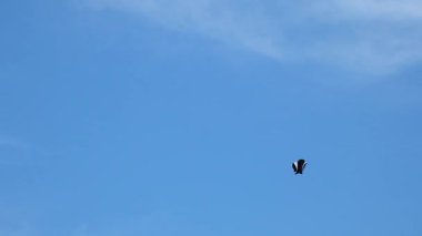 Uçurtmalar gökyüzünde boş bulut alanlarıyla reklam için uçuyor..