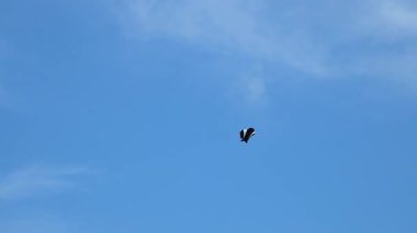 Uçurtmalar gökyüzünde boş bulut alanlarıyla reklam için uçuyor..