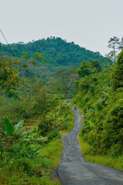 Yeşil yamaçlarla pirinç tarlaları arasında kıvrımlı yolları olan güzel bir manzara..