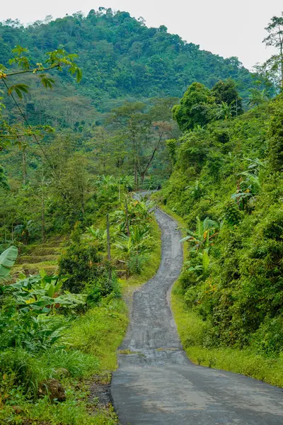 Yeşil yamaçlarla pirinç tarlaları arasında kıvrımlı yolları olan güzel bir manzara..
