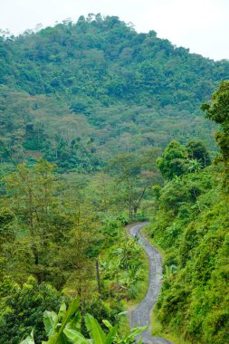Yeşil yamaçlarla pirinç tarlaları arasında kıvrımlı yolları olan güzel bir manzara..