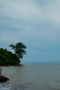 Deniz kenarındaki yemyeşil bir uçurumdan çıkan büyük bir ağaç reklam alanı için arka planda bulutlu bir gökyüzü ile birlikte büyüyor..