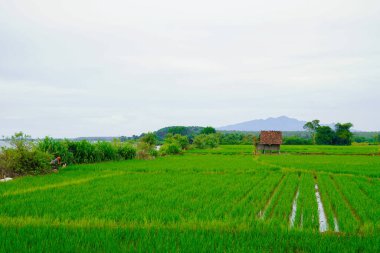 Sahilde yeşil pirinç tarlaları. Dağ zeminli ve reklam için boş bir alan..