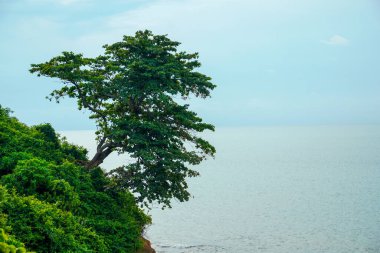 Deniz kenarındaki yemyeşil bir uçurumdan çıkan büyük bir ağaç reklam alanı için arka planda bulutlu bir gökyüzü ile birlikte büyüyor..