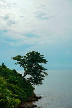 Deniz kenarındaki yemyeşil bir uçurumdan çıkan büyük bir ağaç reklam alanı için arka planda bulutlu bir gökyüzü ile birlikte büyüyor..