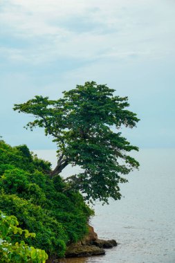 Deniz kenarındaki yemyeşil bir uçurumdan çıkan büyük bir ağaç reklam alanı için arka planda bulutlu bir gökyüzü ile birlikte büyüyor..