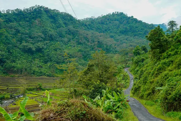 Yeşil yamaçlarla pirinç tarlaları arasında kıvrımlı yolları olan güzel bir manzara..