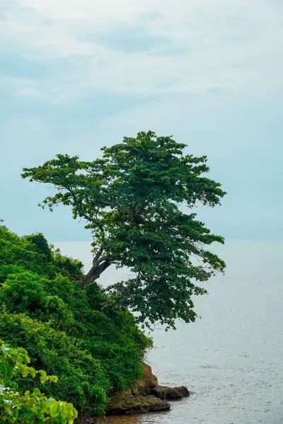 Deniz kenarındaki yemyeşil bir uçurumdan çıkan büyük bir ağaç reklam alanı için arka planda bulutlu bir gökyüzü ile birlikte büyüyor..