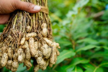 Bir demet bağlı fıstık, hasattan sonra bir demet fıstık.