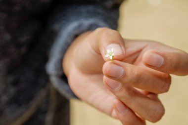 Sahildeki kumların bulanık arka planına sahip küçük bir çiçek tutan bir kadının elini kapatın.