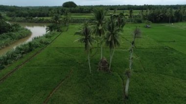 Bengkulu 'nun Seluma ilçesinde pirinç tarlalarının ortasında bir kulübe. Seluma 'nın pirinç ekecek kadar geniş bir çeltik tarlası var.