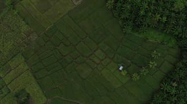 Yakında hasat zamanına girecek olan Bengkulu eyaletindeki Seluma Regency 'de pirinç terasları. Yukarıdan bakıyorum.