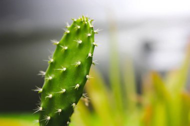 Kaktüsler güçlenir bahçeyi daha gölgeli ve taze gösterir..