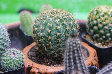 Birçok kaktüs türü kil bir tencerede bir araya gelir..