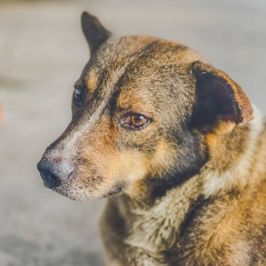 Yerde oturan büyük bir köpek.