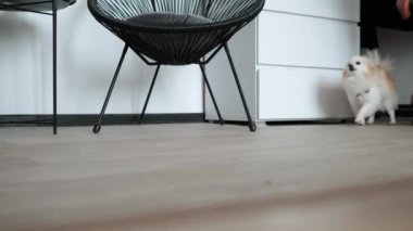 Küçük Pomeranya köpeği kameraya bakıyor ve beyaz odada koşuşturuyor, çok şirin bir köpek yavrusu. Yüksek kalite 4k görüntü