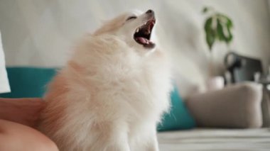 Pomeranian Spitz köpeği. Sahibi evcil hayvanının tüylü beyaz tüylerini tarıyor. Küçük sevimli hayvan yavrusu kameraya bakıyor.