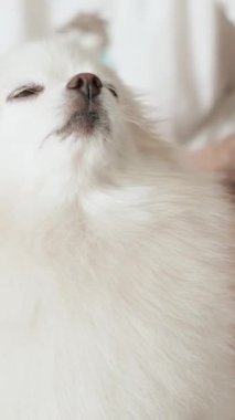 Pomeranian Spitz köpeği. Sahibi evcil hayvanının tüylü beyaz tüylerini tarıyor. Küçük sevimli hayvan yavrusu kameraya bakıyor.